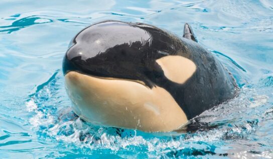Amaya the Killer Whale Dies ‘Unexpectedly’ of Unrevealed Disease