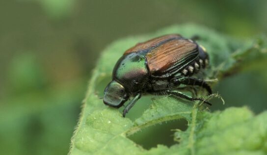 Japanese Beetle Spreads Horror in Germany
