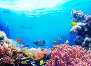 Planet Earth Loses Half Its Coral Reefs since 1950