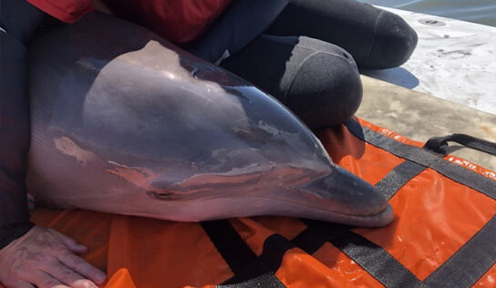 Dolphin Rescued from Shallow Texas Waters