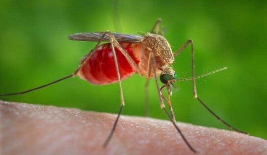 Mosquitoes Caught in Smart Traps