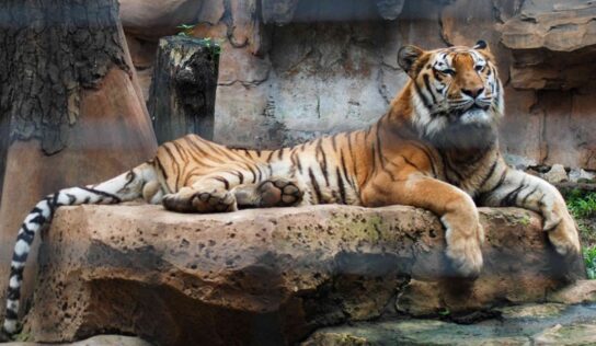 6 Lions and 3 Tigers Heal from COVID-19 at Washington Zoo