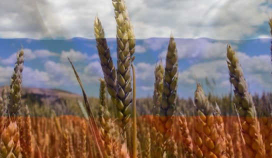 Russian wheat will continue to be exported despite sanctions